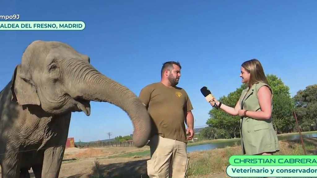 Un turista español muere pisoteado por un elefante: un experto explica cómo actuar ante el ataque de este animal