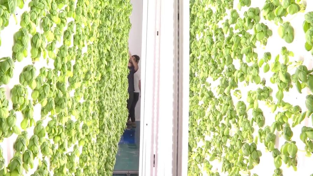 Huertos de altura: la agricultura vertical gana terreno en las ciudades