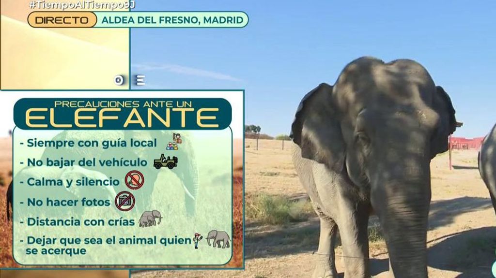 Precauciones ante un elefante