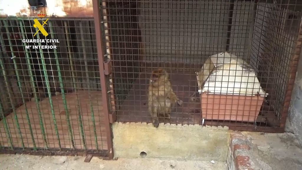La Guardia Civil halla dos monos de Gibraltar encerrados en el patio de una vivienda de Granada