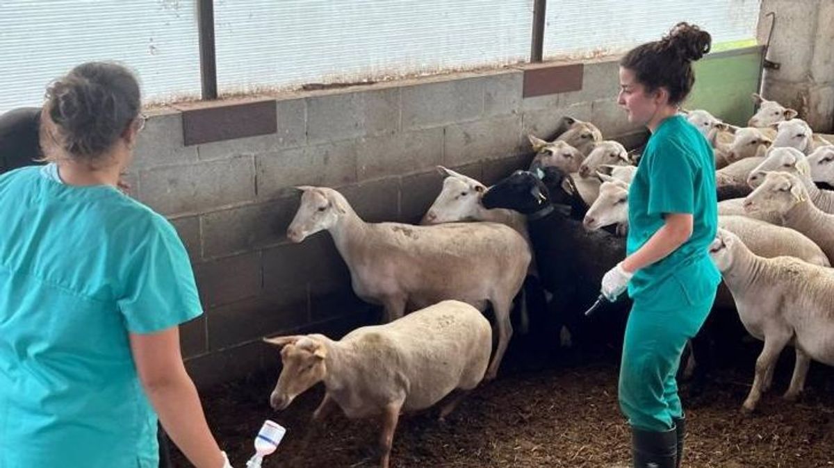 Vacunación contra la lengua azul para ovejas y bovinos en Catalunya