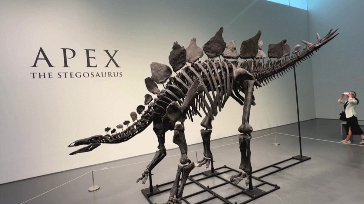 'Apex' el ejemplar de estegosaurio que la sala Sotheby's tiene previsto sacar a subasta en Nueva York