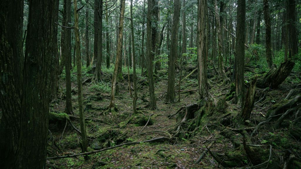 Fotografía del bosque de Aokigahara, en Japón