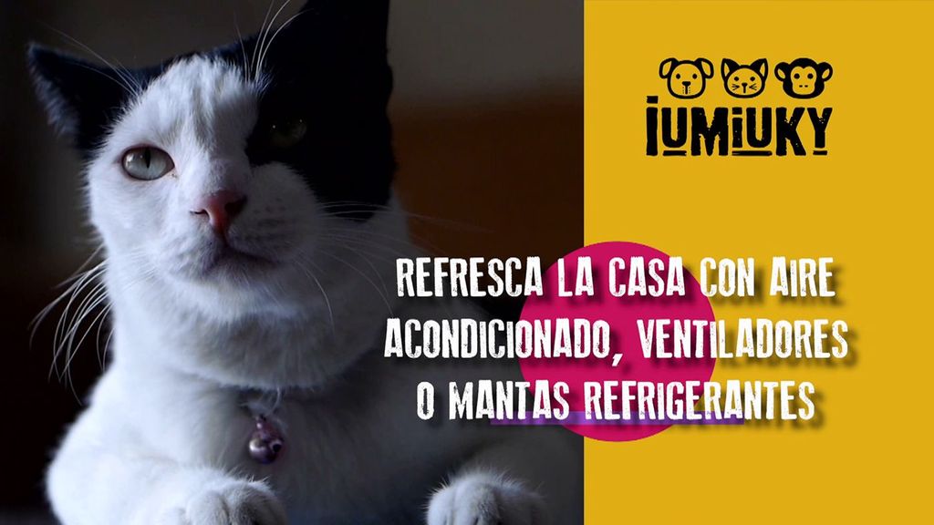 Gatos y verano Iumiuky Temporada 3 Programa 223