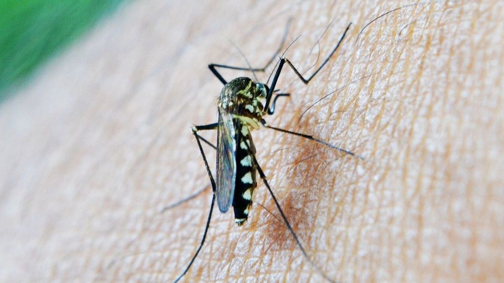 Mosquito que trasmite el Virus del Nilo Occidental