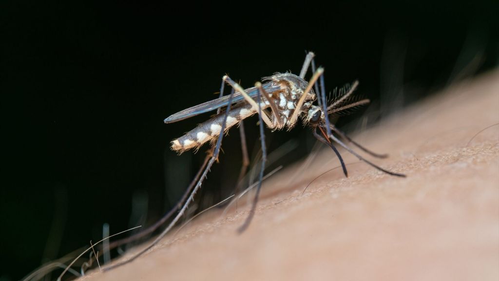 Mosquito transmisor del Virus del Nilo Occidental.