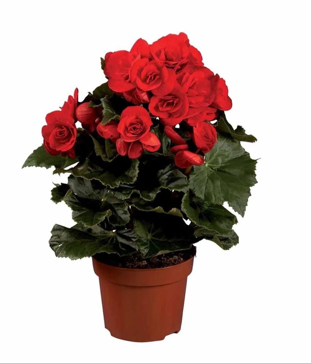 Begonia de Lidl