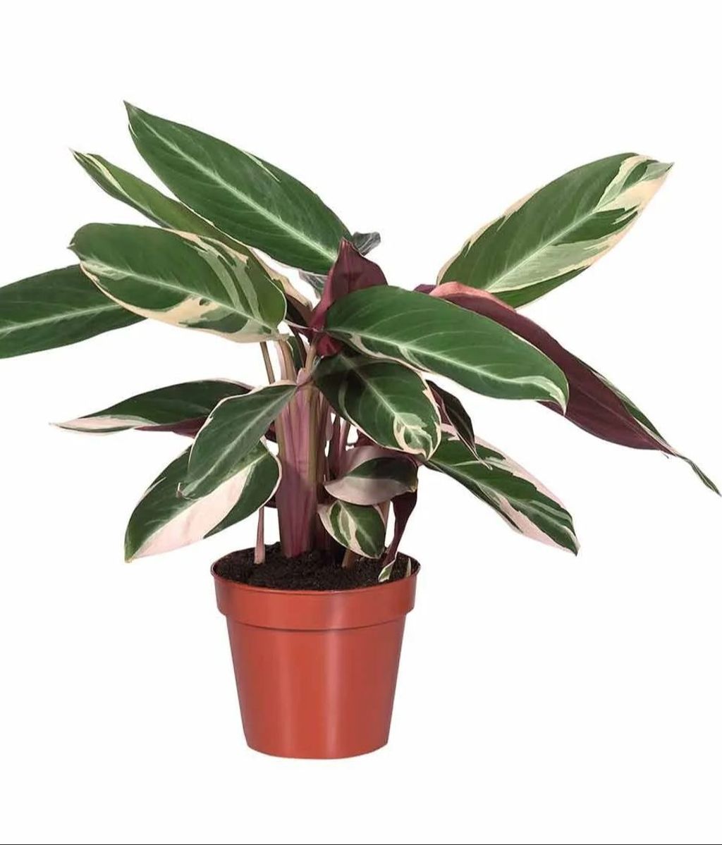 Calathea de Lidl