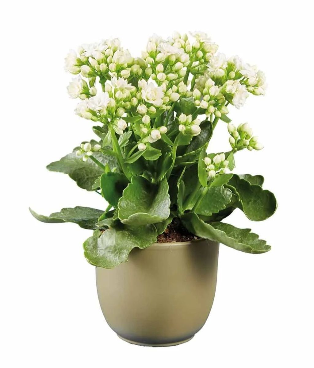 Kalanchoe de Lidl