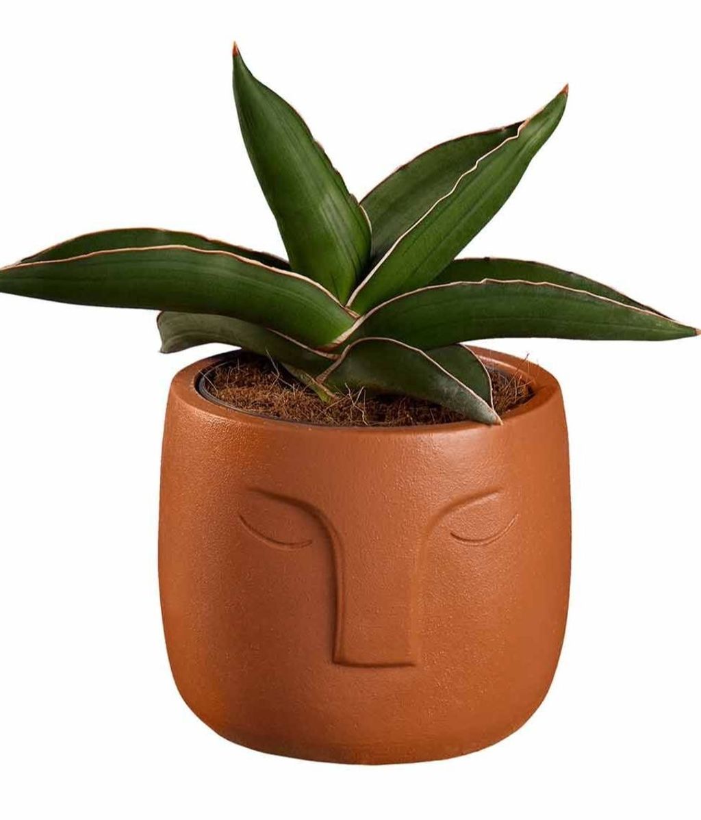 Sansevieria de Lidl