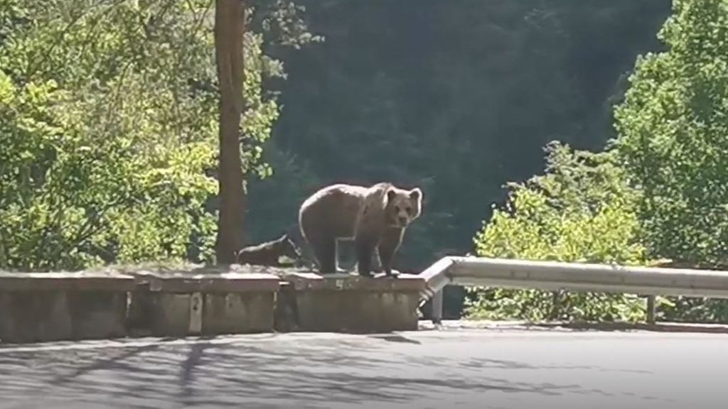 Un oso mata a una joven de 19 años en Rumanía: el animal se llevó arrastrando a la mujer hasta una grieta