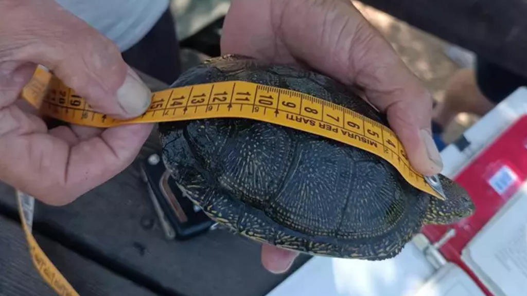 Emys d'Acción Ecologista-Agró estudiando la evolución de las tortugas autóctonas que viven en el Marjal de Almenara