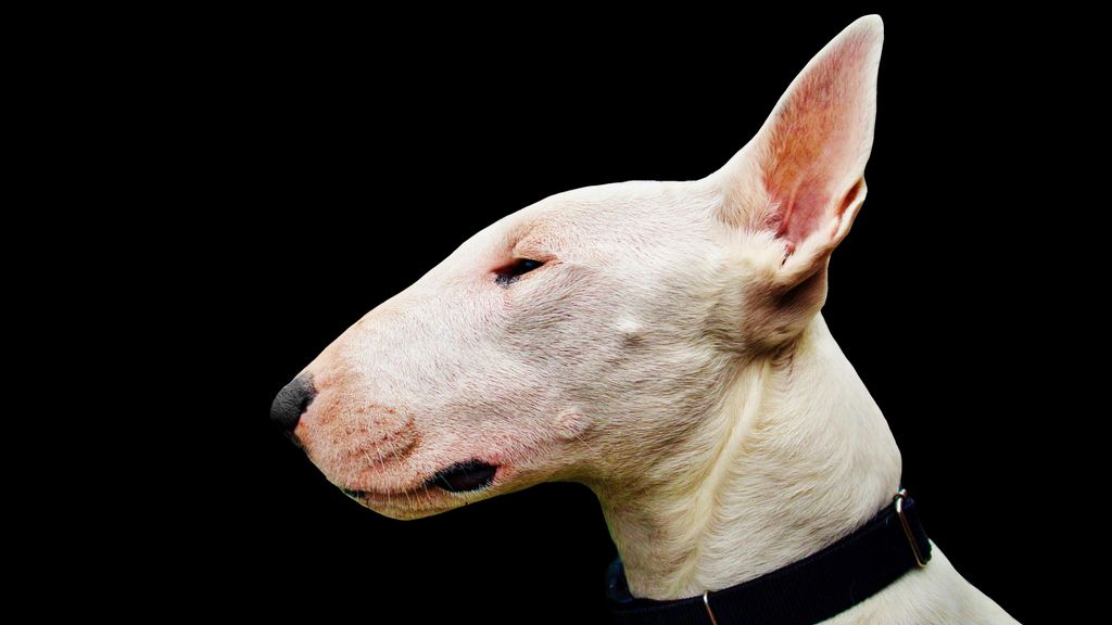 Bull Terrier