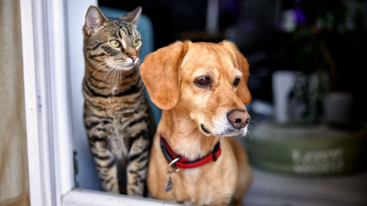 Perros y gatos