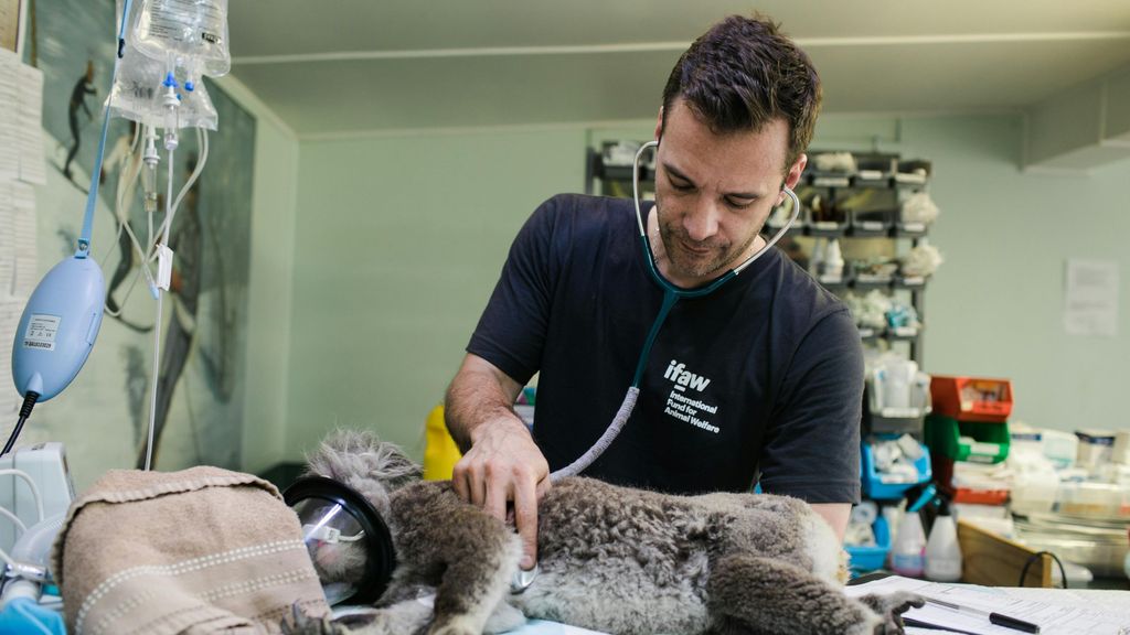 Veterinario atendiendo a un perro enfermo. Foto de archivo.