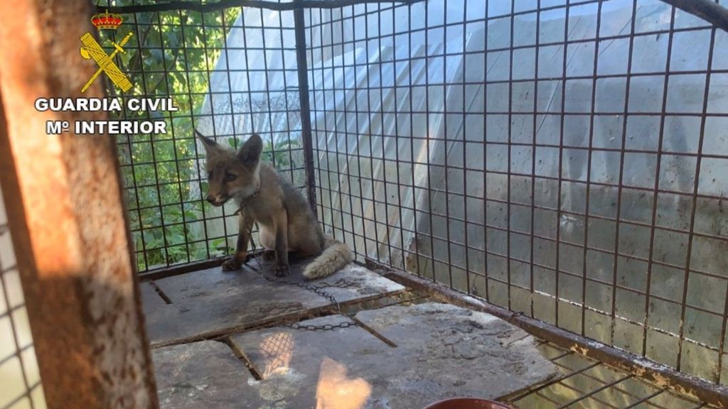 Zorro localizado en una jaula en una finca en O RosaL, Pontevedra