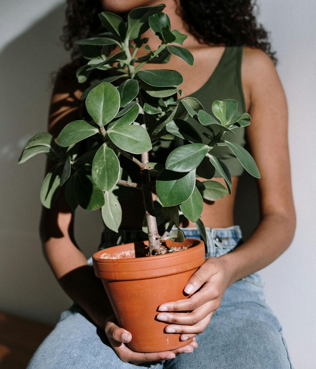 Cuida tus plantas con jabón potásico. FUENTE: Pexels