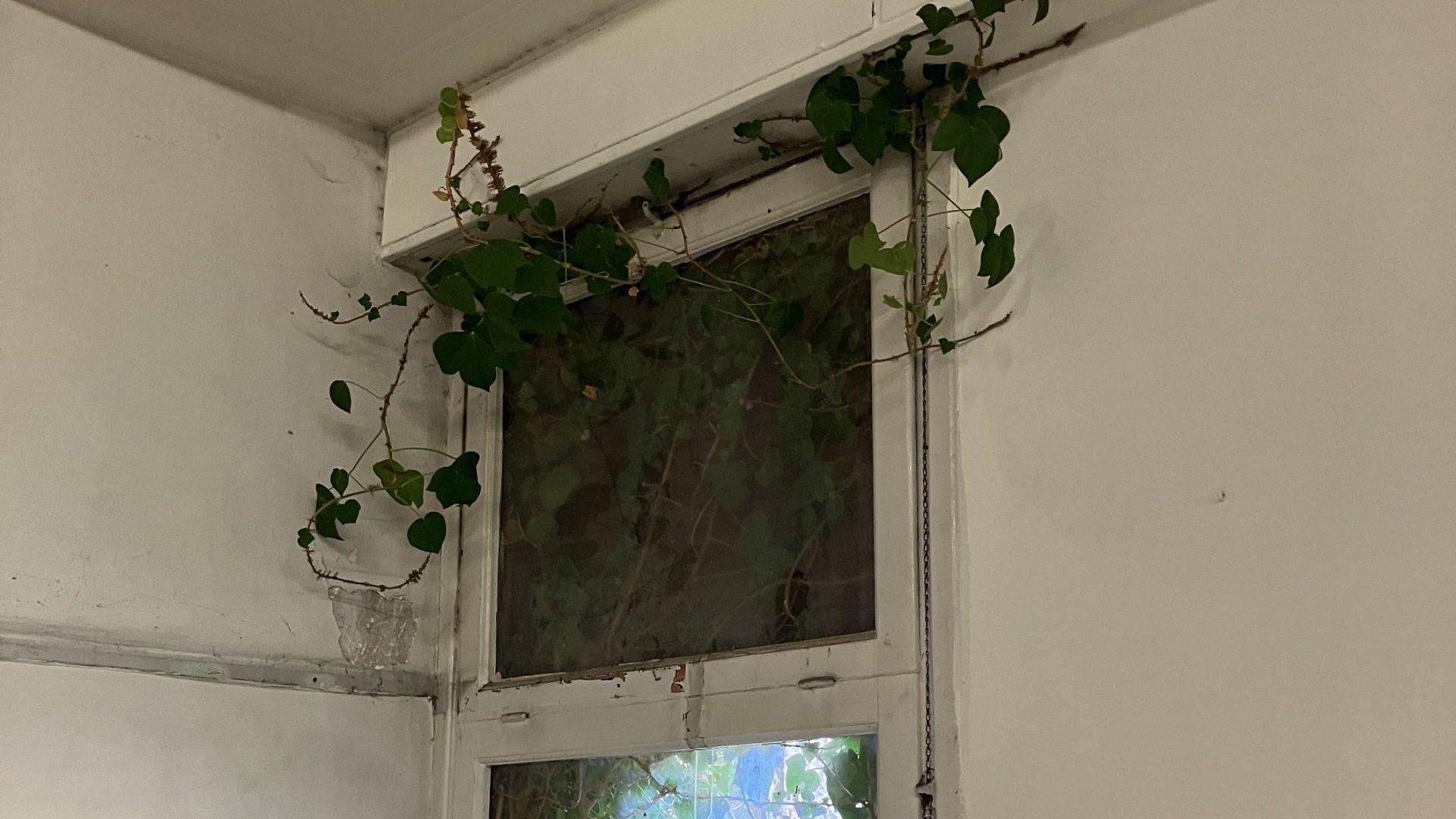 Invadido por la vegetación
