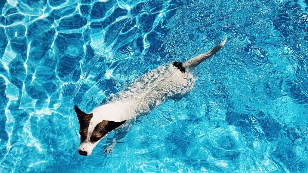 Perro nadando en una piscina