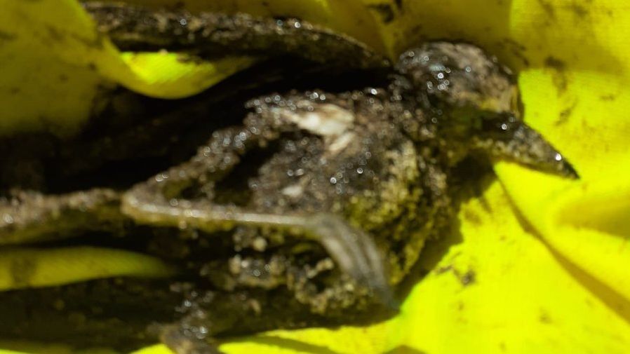 Primeras víctimas del vertido en las playas del Saler