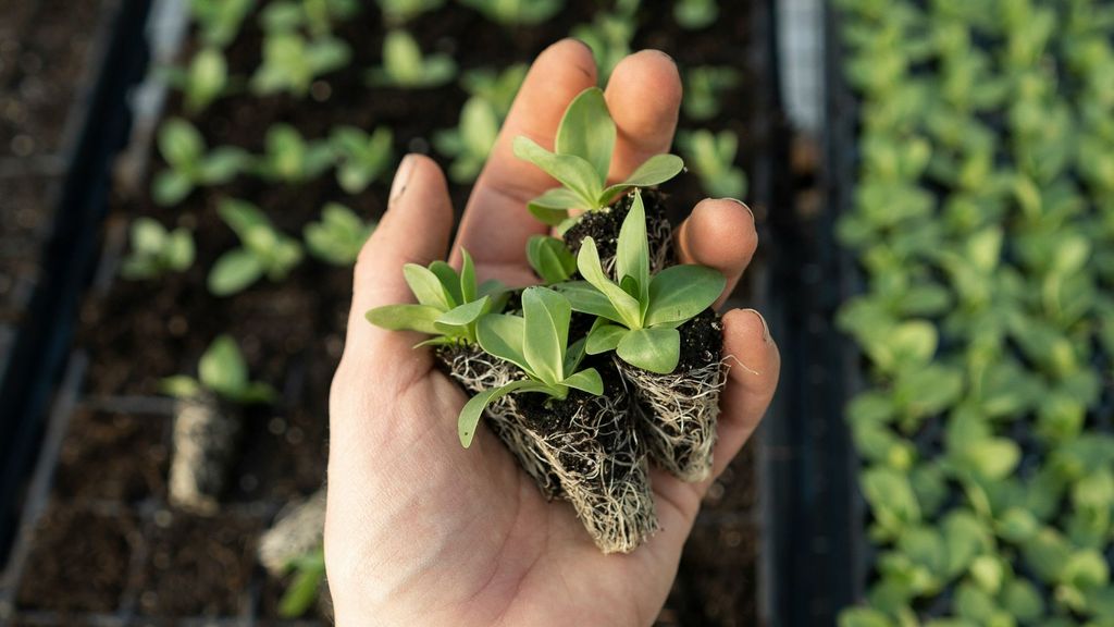 Agricultura ecológica