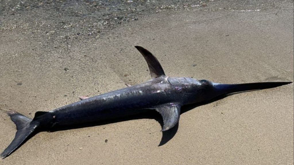 Cierran una playa tras la aparición de un pez espada de dos metros en Cambrils, Tarragona