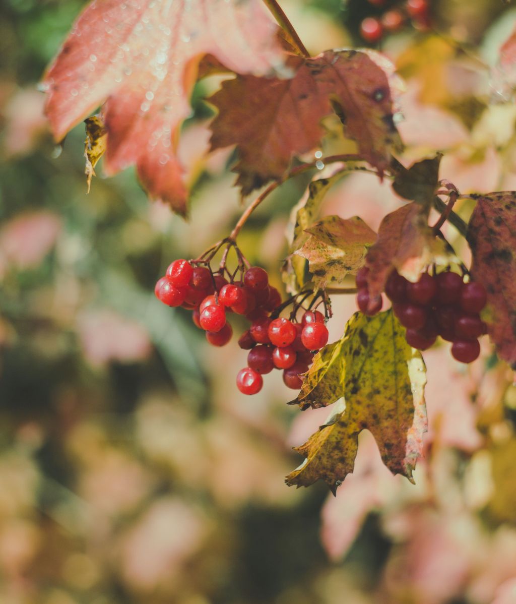 Ingredientes como el arándano rojo aseguran un efecto protector contra las infecciones.