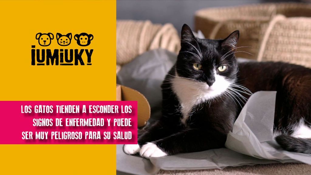 La importancia de llevar a tu gato al veterinario Iumiuky Temporada 3 Programa 224