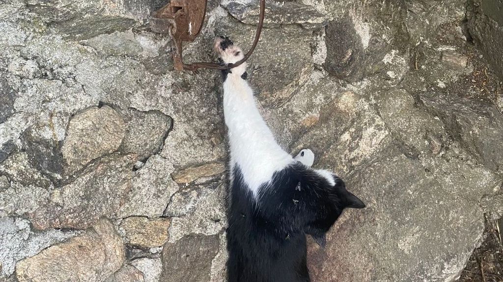 La Guardia Civil investiga a un vecino por usar cepos para capturar gatos en Bustarviejo, Madrid