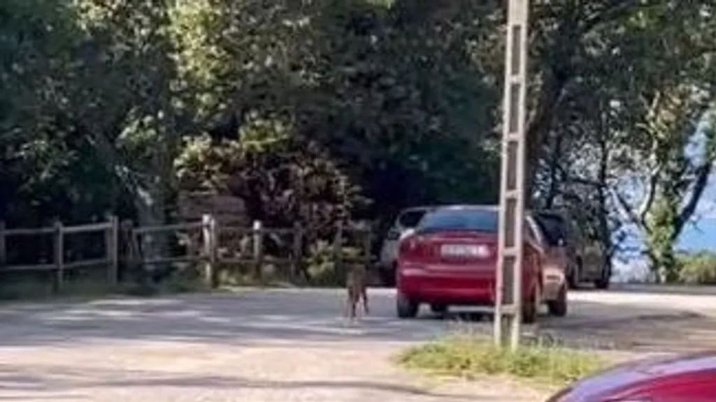 Piden colaboración para dar con un hombre en Vigo que pasea a su perro mientras conduce: "Queremos hablar con él"