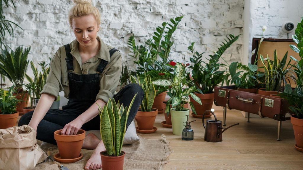 Cómo cuidar tus plantas en verano