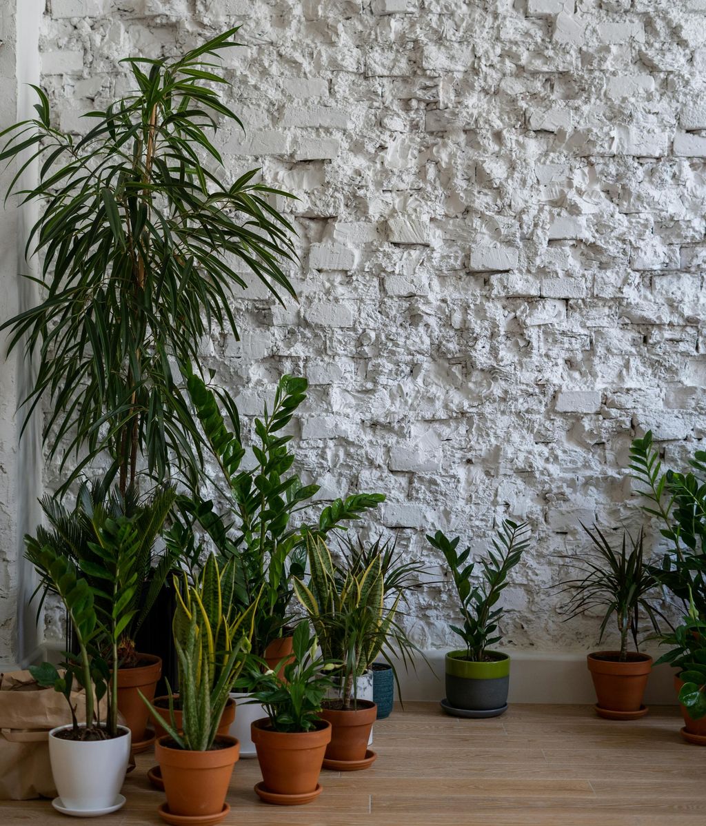 Lleva tus plantas al interior. FUENTE: Pexels