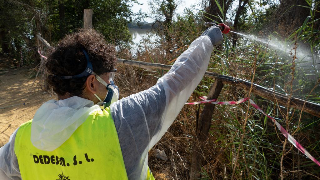 Muere la mujer de 86 años de La Puebla del Río (Sevilla) contagiada de virus del Nilo