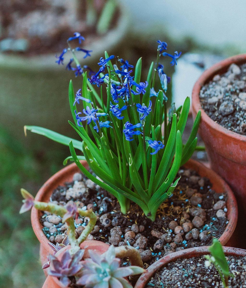 Pon piedras en tus plantas de jardín. FUENTE: Pexels