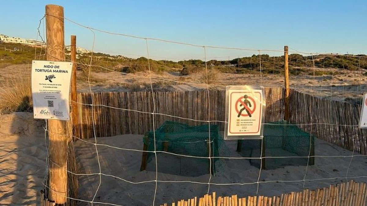 Nidos de tortugas marinas en la playa del Carabassi, en Arenales del Sol, Elche (Alicante)