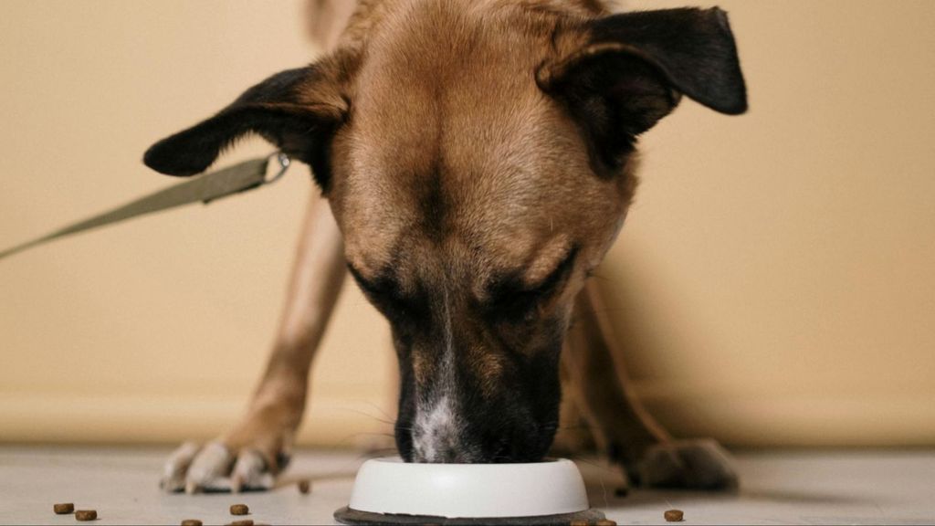 Cómo ayudar a perros y gatos a sobrellevar el miedo a los petardos