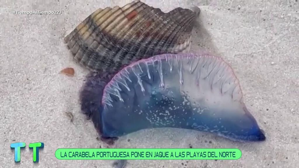 Aumenta la alerta de la carabela portuguesa en las playas de España: qué hacer si te pican