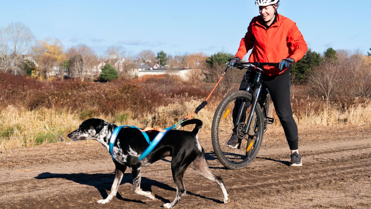 Bikejoring: qué es y equipamiento