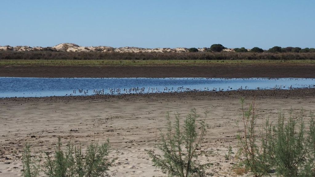 Una laguna con aves en el Parque Nacional de Doñana