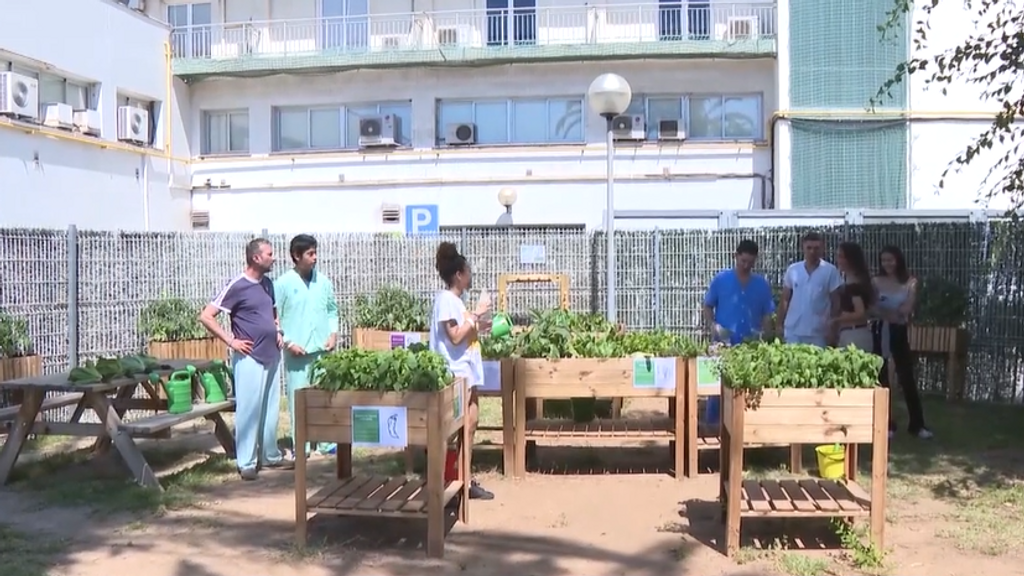 Trabajar en el huerto como terapia para los pacientes de salud mental: “Mejora su estado emocional”