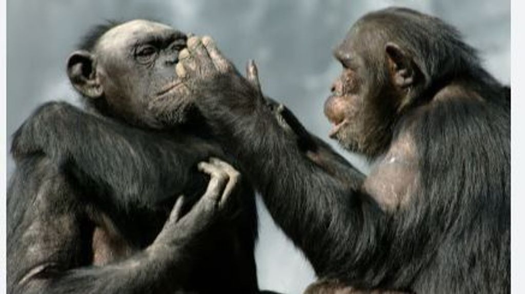 Los chimpancés siguen una estructura comunicativa con pausas e interrupciones similares a la de las conversaciones entre humanos
