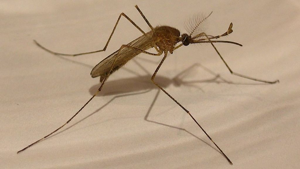 Preocupación en Sevilla por el aumento de mosquitos portadores del virus del Nilo