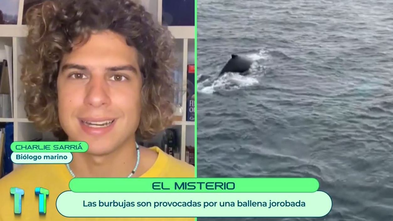 Un biólogo explica el misterio de las burbujas en el mar