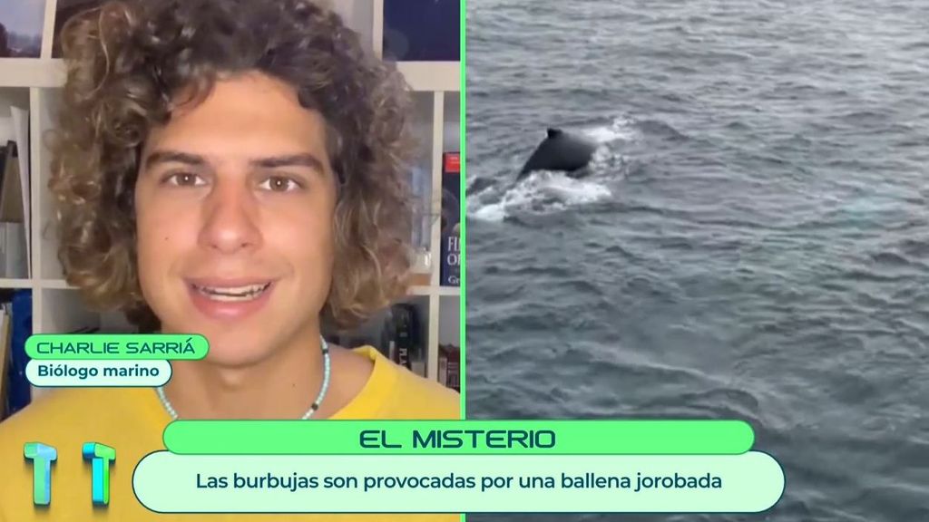 Un biólogo explica el misterio de las burbujas en el mar