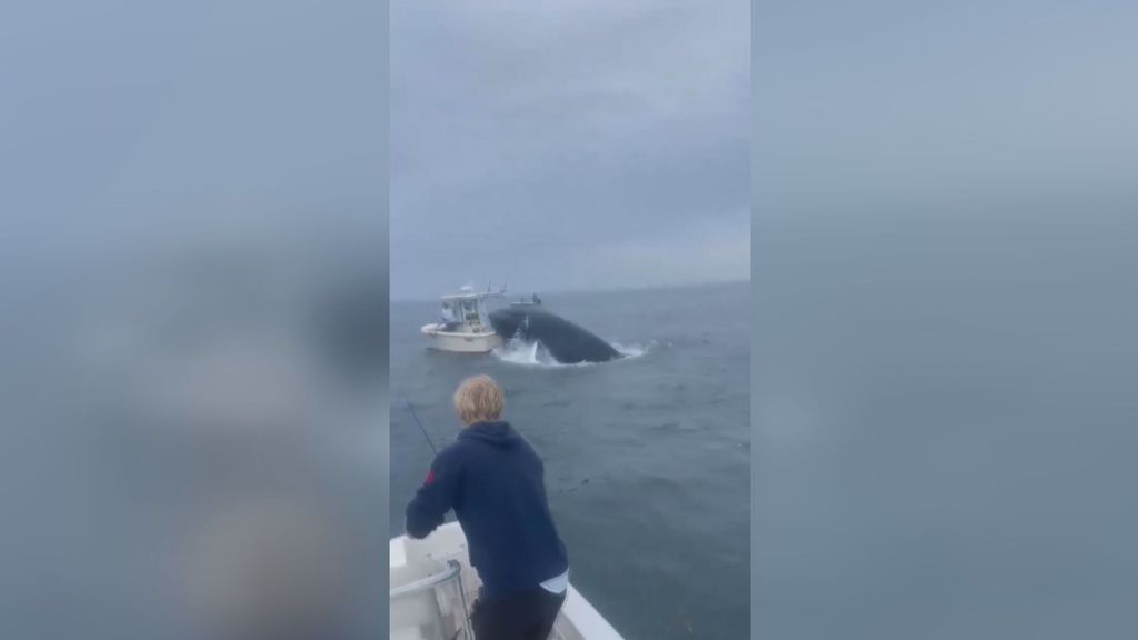 Una ballena ataca furiosamente a una embarcación deportiva en la costa atlántica de Estados Unidos