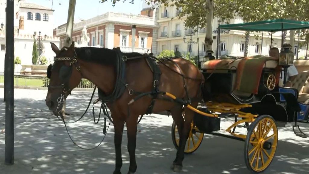 Cuidar de los caballos, el nuevo objetivo en Sevilla: las recomendaciones que plantean a los cocheros