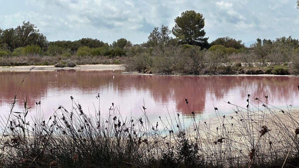 El calor vuelve a teñir de rosa el agua de una laguna de la Albufera de Valencia