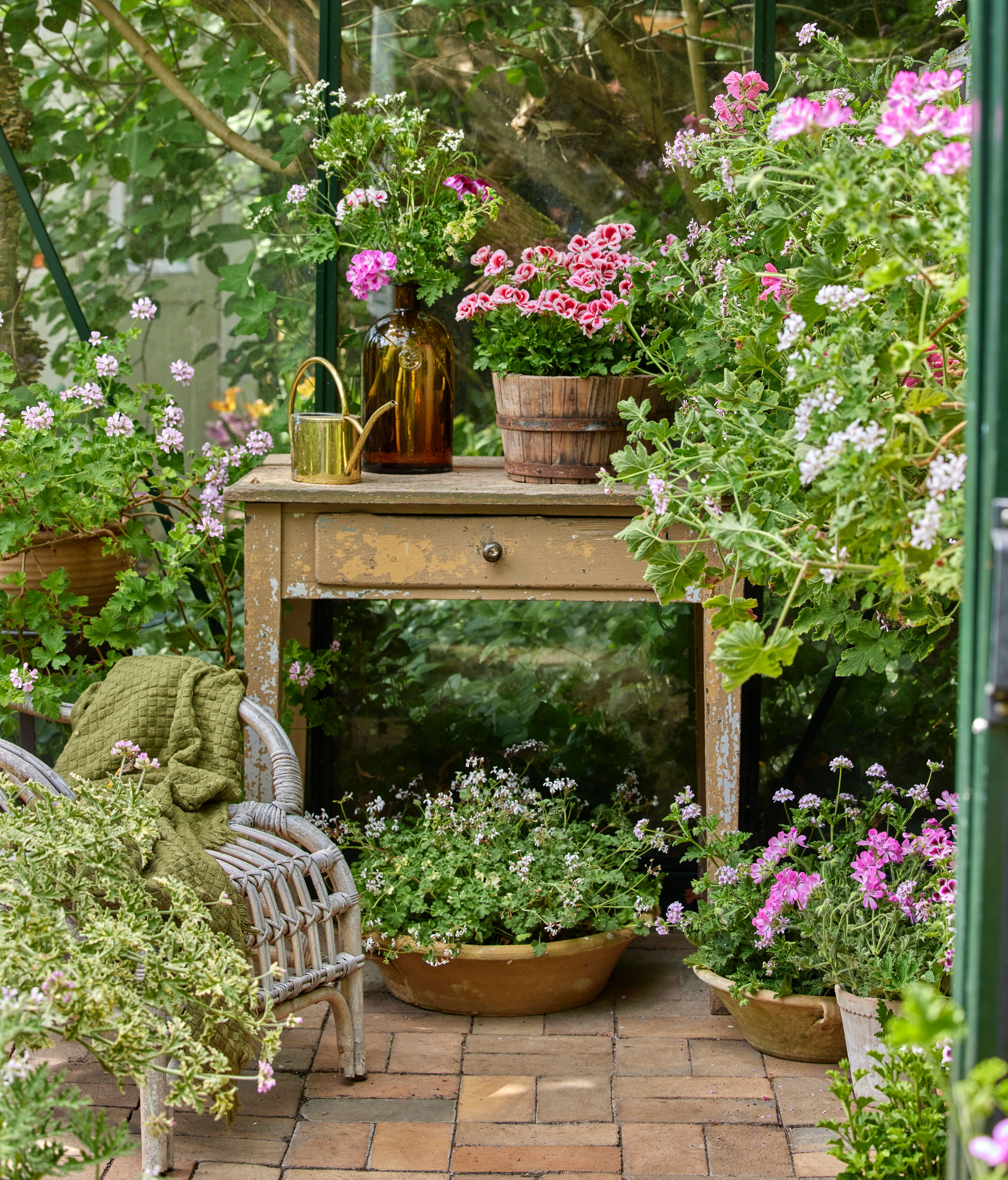 geranio limon Geraniums 5000 Live in a World of Flowers 04
