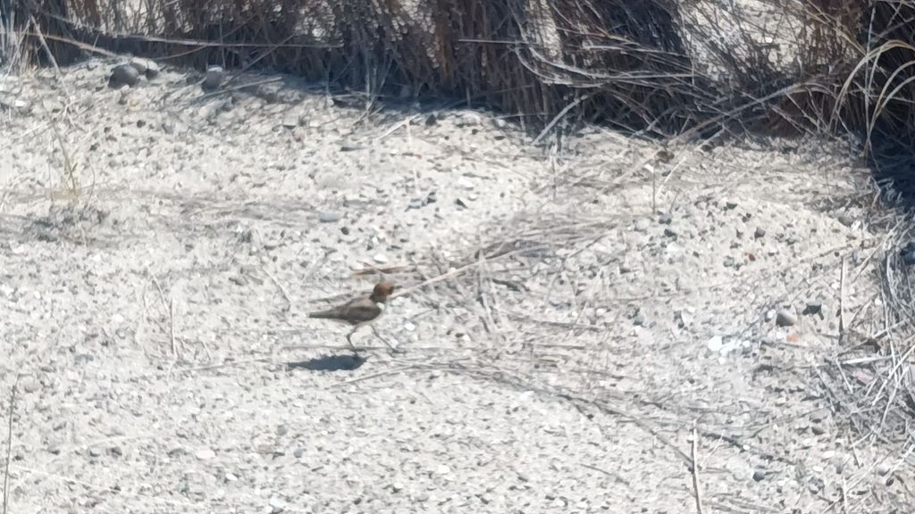 Los vertidos de fuel representan un peligro significativo para la fauna silvestre, ya que el combustible actúa como un pegamento