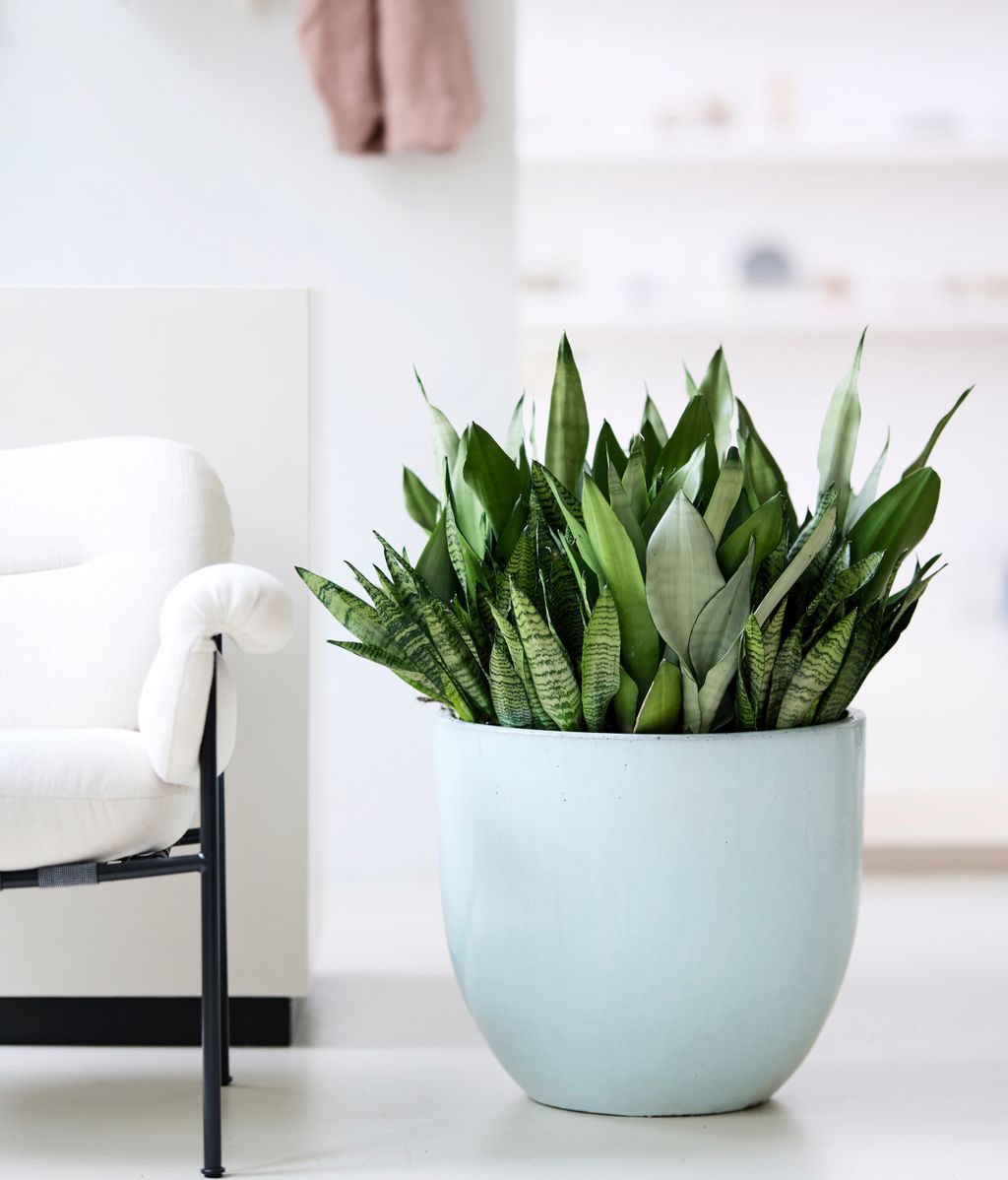 Sansevieria Flower Council Sansevieria expiration date 2025 05 04